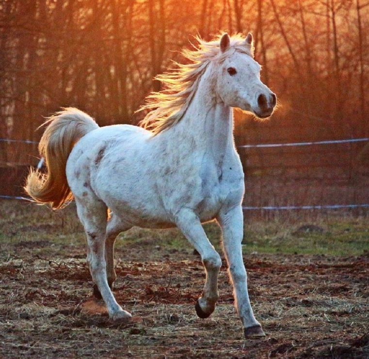 آموزش سوارکاری و تربیت اسب تکتاز در انزلی