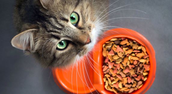 پوچ گربه بالغ عقیم شده در ژله – غذای گربه