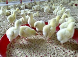 قیمت جوجه مرغ گوشتی در تهران