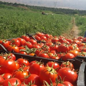 فروش بذر گوجه فرنگی هیبرید فضای باز نظری در خوزستان